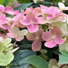 Гортензія волотиста `Полестар` | Hydrangea paniculata `Polestar` | Гортензия метельчатая `Полестар`