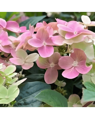 Гортензія волотиста `Полестар` | Hydrangea paniculata `Polestar` | Гортензия метельчатая `Полестар`