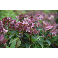 Гортензія волотиста `Полестар` | Hydrangea paniculata `Polestar` | Гортензия метельчатая `Полестар`