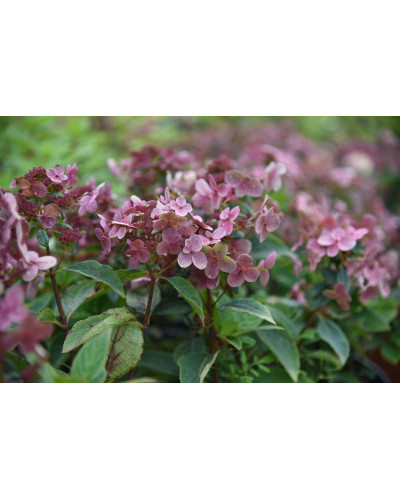 Гортензія волотиста `Полестар` | Hydrangea paniculata `Polestar` | Гортензия метельчатая `Полестар`