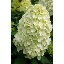 Гортензія волотиста ’Геркулес’|Hydrangea paniculata ’Hercules’|Гортензия метельчатая ’Геркулес’