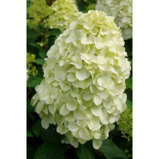 Гортензія волотиста ’Геркулес’|Hydrangea paniculata ’Hercules’|Гортензия метельчатая ’Геркулес’