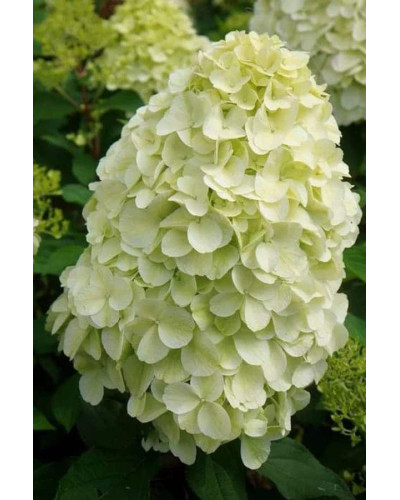 Гортензія волотиста ’Геркулес’|Hydrangea paniculata ’Hercules’|Гортензия метельчатая ’Геркулес’