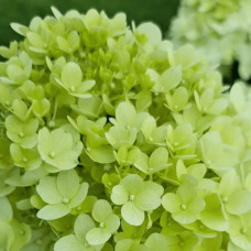 Гортензія волотиста ’Геркулес’|Hydrangea paniculata ’Hercules’|Гортензия метельчатая ’Геркулес’