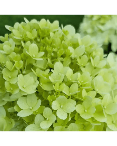 Гортензія волотиста ’Геркулес’|Hydrangea paniculata ’Hercules’|Гортензия метельчатая ’Геркулес’