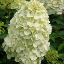 Гортензія волотиста ’Геркулес’|Hydrangea paniculata ’Hercules’|Гортензия метельчатая ’Геркулес’