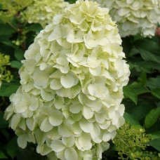 Гортензія волотиста ’Геркулес’|Hydrangea paniculata ’Hercules’|Гортензия метельчатая ’Геркулес’