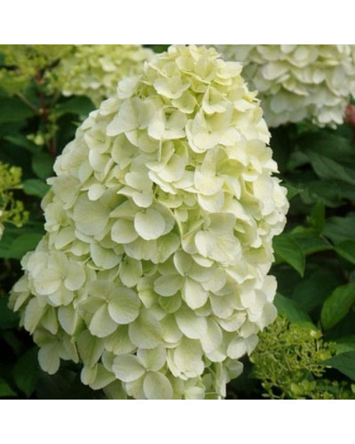Гортензія волотиста ’Геркулес’|Hydrangea paniculata ’Hercules’|Гортензия метельчатая ’Геркулес’