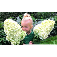 Гортензія волотиста ’Геркулес’|Hydrangea paniculata ’Hercules’|Гортензия метельчатая ’Геркулес’