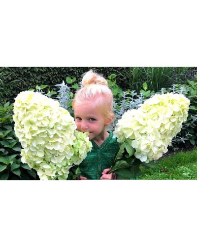 Гортензія волотиста ’Геркулес’|Hydrangea paniculata ’Hercules’|Гортензия метельчатая ’Геркулес’