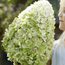 Гортензія волотиста ’Геркулес’|Hydrangea paniculata ’Hercules’|Гортензия метельчатая ’Геркулес’