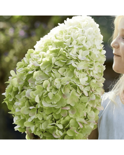 Гортензія волотиста ’Геркулес’|Hydrangea paniculata ’Hercules’|Гортензия метельчатая ’Геркулес’