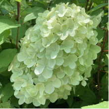 Гортензія волотиста ’Геркулес’|Hydrangea paniculata ’Hercules’|Гортензия метельчатая ’Геркулес’