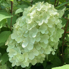 Гортензія волотиста ’Геркулес’|Hydrangea paniculata ’Hercules’|Гортензия метельчатая ’Геркулес’