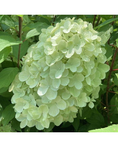 Гортензія волотиста ’Геркулес’|Hydrangea paniculata ’Hercules’|Гортензия метельчатая ’Геркулес’