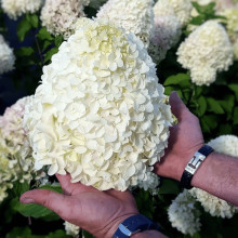 Гортензія волотиста ’Геркулес’|Hydrangea paniculata ’Hercules’|Гортензия метельчатая ’Геркулес’
