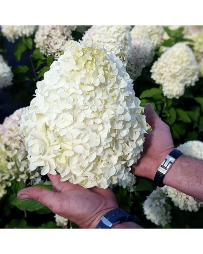 Гортензія волотиста ’Геркулес’|Hydrangea paniculata ’Hercules’|Гортензия метельчатая ’Геркулес’