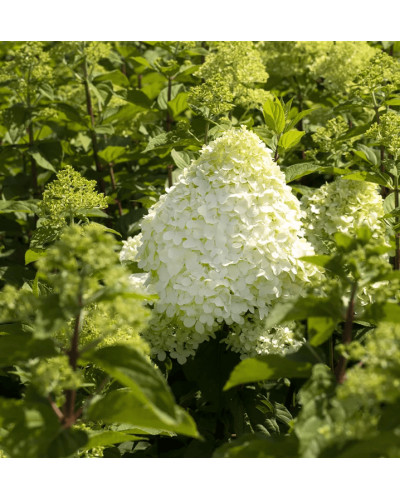 Гортензія волотиста ’Геркулес’|Hydrangea paniculata ’Hercules’|Гортензия метельчатая ’Геркулес’