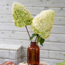 Гортензія волотиста ’Геркулес’|Hydrangea paniculata ’Hercules’|Гортензия метельчатая ’Геркулес’