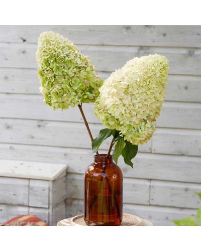 Гортензія волотиста ’Геркулес’|Hydrangea paniculata ’Hercules’|Гортензия метельчатая ’Геркулес’