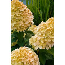 Гортензія волотиста ’Лівінг Коттон Крем’|Hydrangea paniculata ’Living Cotton Cream’|Гортензия метельчатая ’Ливинг Коттон Крем’