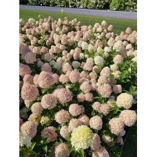 Гортензія волотиста ’Лівінг Коттон Крем’|Hydrangea paniculata ’Living Cotton Cream’|Гортензия метельчатая ’Ливинг Коттон Крем’
