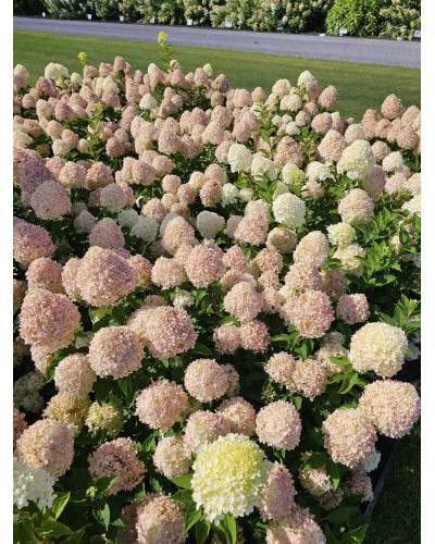 Гортензія волотиста ’Лівінг Коттон Крем’|Hydrangea paniculata ’Living Cotton Cream’|Гортензия метельчатая ’Ливинг Коттон Крем’