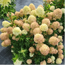 Гортензія волотиста ’Лівінг Коттон Крем’|Hydrangea paniculata ’Living Cotton Cream’|Гортензия метельчатая ’Ливинг Коттон Крем’
