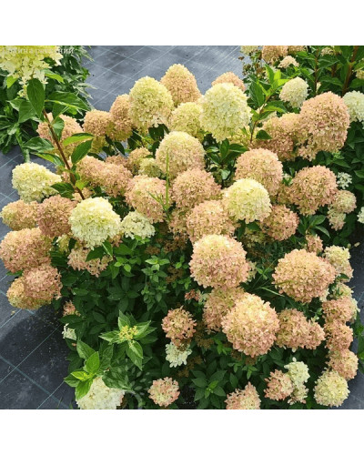 Гортензія волотиста ’Лівінг Коттон Крем’|Hydrangea paniculata ’Living Cotton Cream’|Гортензия метельчатая ’Ливинг Коттон Крем’