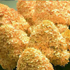 Гортензія волотиста ’Лівінг Коттон Крем’|Hydrangea paniculata ’Living Cotton Cream’|Гортензия метельчатая ’Ливинг Коттон Крем’