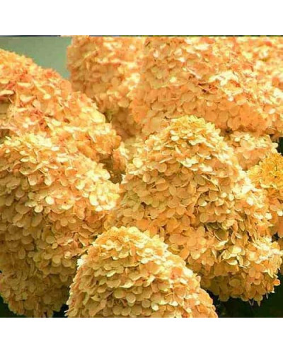 Гортензія волотиста ’Лівінг Коттон Крем’|Hydrangea paniculata ’Living Cotton Cream’|Гортензия метельчатая ’Ливинг Коттон Крем’