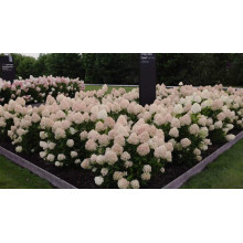 Гортензія волотиста ’Лівінг Коттон Крем’|Hydrangea paniculata ’Living Cotton Cream’|Гортензия метельчатая ’Ливинг Коттон Крем’