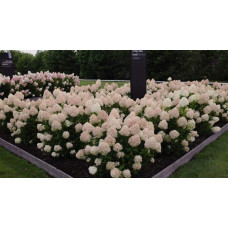 Гортензія волотиста ’Лівінг Коттон Крем’|Hydrangea paniculata ’Living Cotton Cream’|Гортензия метельчатая ’Ливинг Коттон Крем’