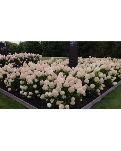 Гортензія волотиста ’Лівінг Коттон Крем’|Hydrangea paniculata ’Living Cotton Cream’|Гортензия метельчатая ’Ливинг Коттон Крем’