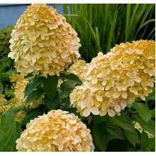 Гортензія волотиста ’Лівінг Коттон Крем’|Hydrangea paniculata ’Living Cotton Cream’|Гортензия метельчатая ’Ливинг Коттон Крем’