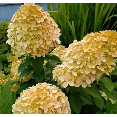 Гортензія волотиста ’Лівінг Коттон Крем’|Hydrangea paniculata ’Living Cotton Cream’|Гортензия метельчатая ’Ливинг Коттон Крем’