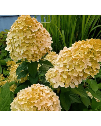 Гортензія волотиста ’Лівінг Коттон Крем’|Hydrangea paniculata ’Living Cotton Cream’|Гортензия метельчатая ’Ливинг Коттон Крем’