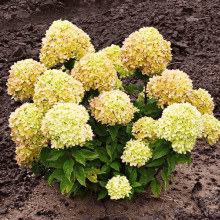 Гортензія волотиста ’Лівінг Коттон Крем’|Hydrangea paniculata ’Living Cotton Cream’|Гортензия метельчатая ’Ливинг Коттон Крем’