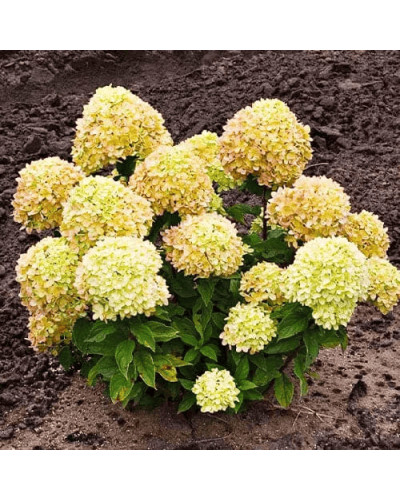 Гортензія волотиста ’Лівінг Коттон Крем’|Hydrangea paniculata ’Living Cotton Cream’|Гортензия метельчатая ’Ливинг Коттон Крем’