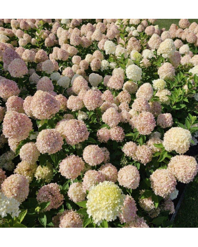 Гортензія волотиста ’Лівінг Коттон Крем’|Hydrangea paniculata ’Living Cotton Cream’|Гортензия метельчатая ’Ливинг Коттон Крем’