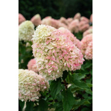 Гортензія волотиста ’Лівінг Саммер Лав’ (біло-рожева)|Hydrangea paniculata ‘Living Summer Love’|Гортензия метельчатая ’Ливинг Саммер Лав’ (бело-розовая)