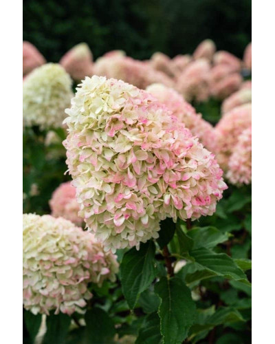 Гортензія волотиста ’Лівінг Саммер Лав’ (біло-рожева)|Hydrangea paniculata ‘Living Summer Love’|Гортензия метельчатая ’Ливинг Саммер Лав’ (бело-розовая)
