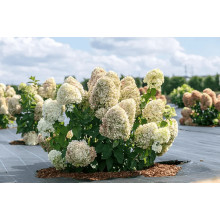 Гортензія волотиста ’Лівінг Саммер Лав’ (біло-рожева)|Hydrangea paniculata ‘Living Summer Love’|Гортензия метельчатая ’Ливинг Саммер Лав’ (бело-розовая)