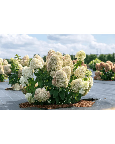 Гортензія волотиста ’Лівінг Саммер Лав’ (біло-рожева)|Hydrangea paniculata ‘Living Summer Love’|Гортензия метельчатая ’Ливинг Саммер Лав’ (бело-розовая)