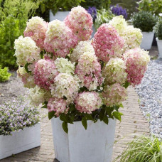 Гортензія волотиста ’Лівінг Саммер Лав’ (біло-рожева)|Hydrangea paniculata ‘Living Summer Love’|Гортензия метельчатая ’Ливинг Саммер Лав’ (бело-розовая)