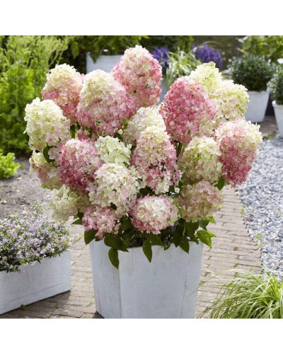 Гортензія волотиста ’Лівінг Саммер Лав’ (біло-рожева)|Hydrangea paniculata ‘Living Summer Love’|Гортензия метельчатая ’Ливинг Саммер Лав’ (бело-розовая)