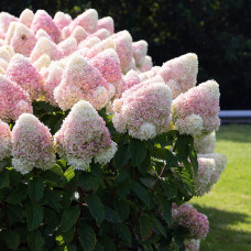 Гортензія волотиста ’Лівінг Саммер Лав’ (біло-рожева)|Hydrangea paniculata ‘Living Summer Love’|Гортензия метельчатая ’Ливинг Саммер Лав’ (бело-розовая)