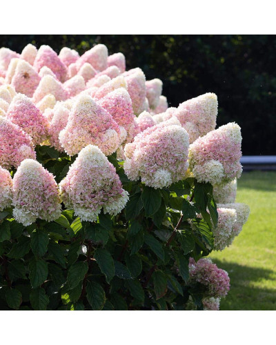 Гортензія волотиста ’Лівінг Саммер Лав’ (біло-рожева)|Hydrangea paniculata ‘Living Summer Love’|Гортензия метельчатая ’Ливинг Саммер Лав’ (бело-розовая)