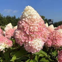 Гортензія волотиста ’Лівінг Саммер Лав’ (біло-рожева)|Hydrangea paniculata ‘Living Summer Love’|Гортензия метельчатая ’Ливинг Саммер Лав’ (бело-розовая)