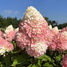 Гортензія волотиста ’Лівінг Саммер Лав’ (біло-рожева)|Hydrangea paniculata ‘Living Summer Love’|Гортензия метельчатая ’Ливинг Саммер Лав’ (бело-розовая)